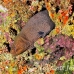 moray_giant_mut_baa_h_0365_mal2063.jpg